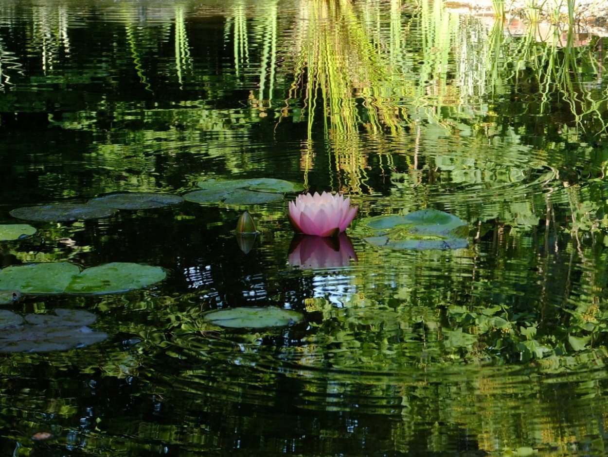 Заводь с кувшинками