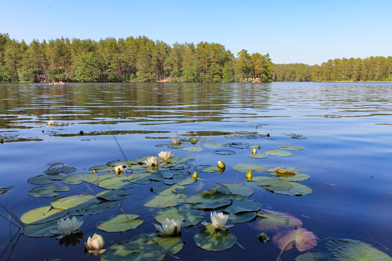 Рубское озеро кувшинки
