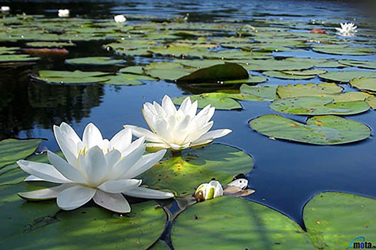 Нимфея Лотос