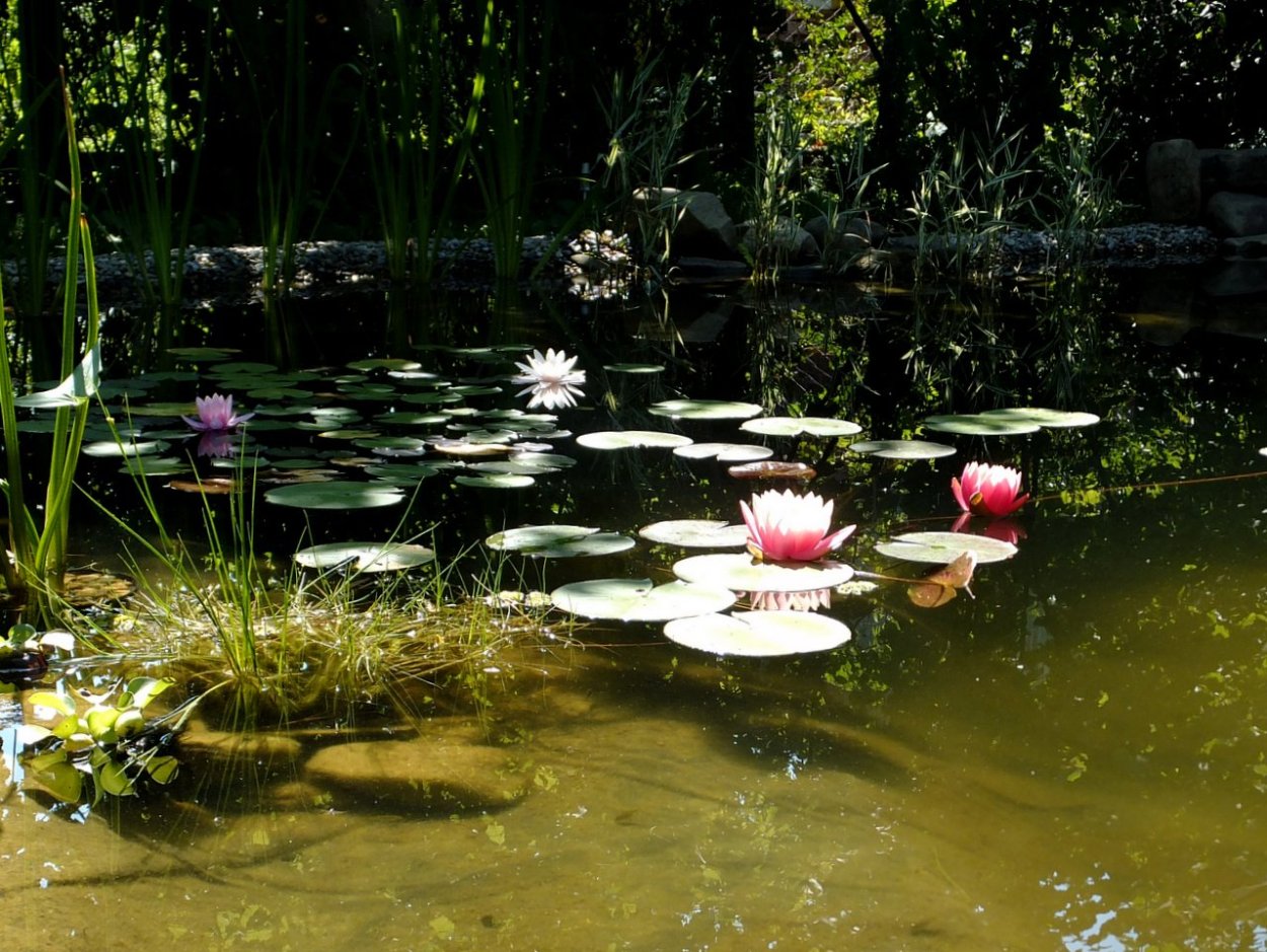 Пруд с лилиями