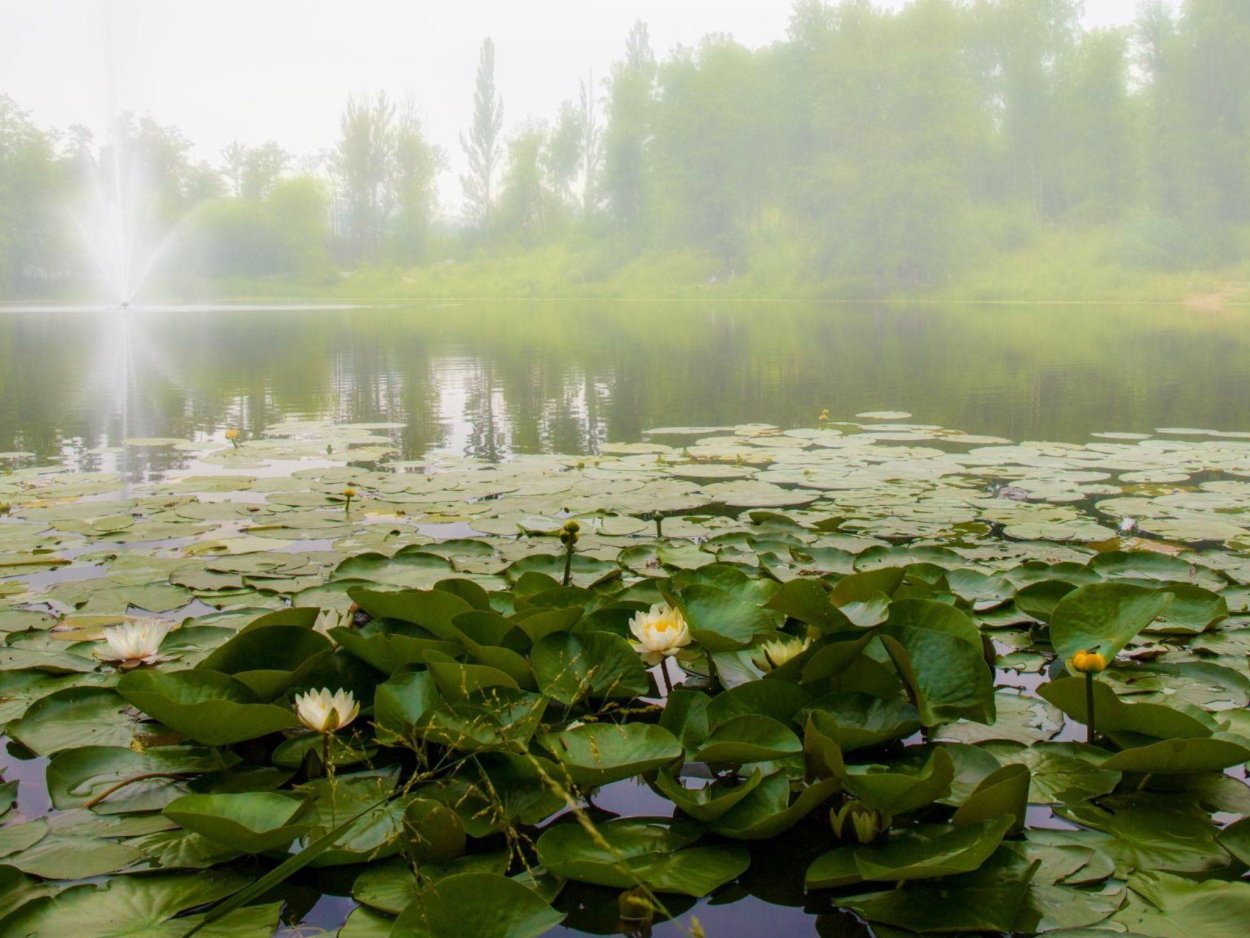 Рубское озеро кувшинки