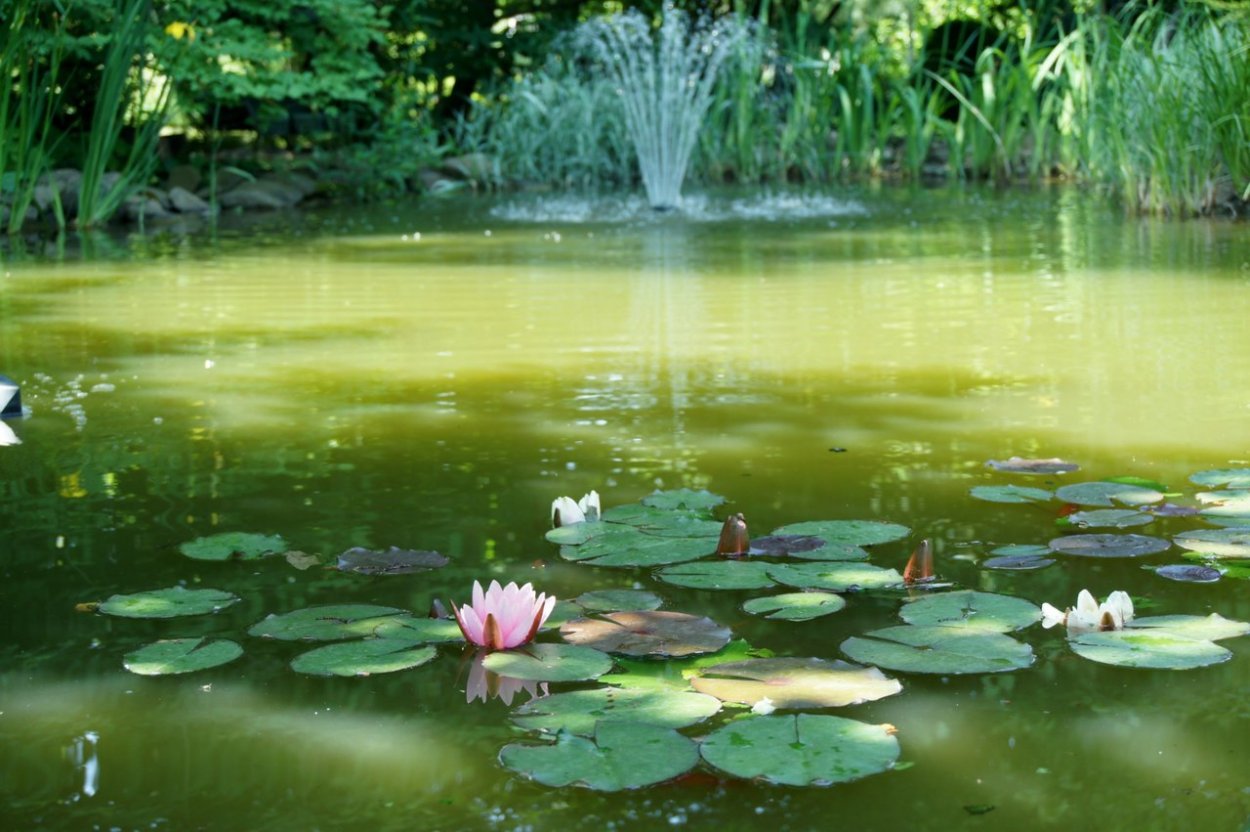 Лесное озеро с кувшинками