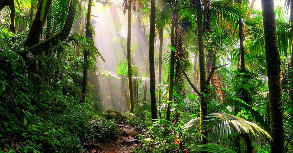 Экваториальные леса почва