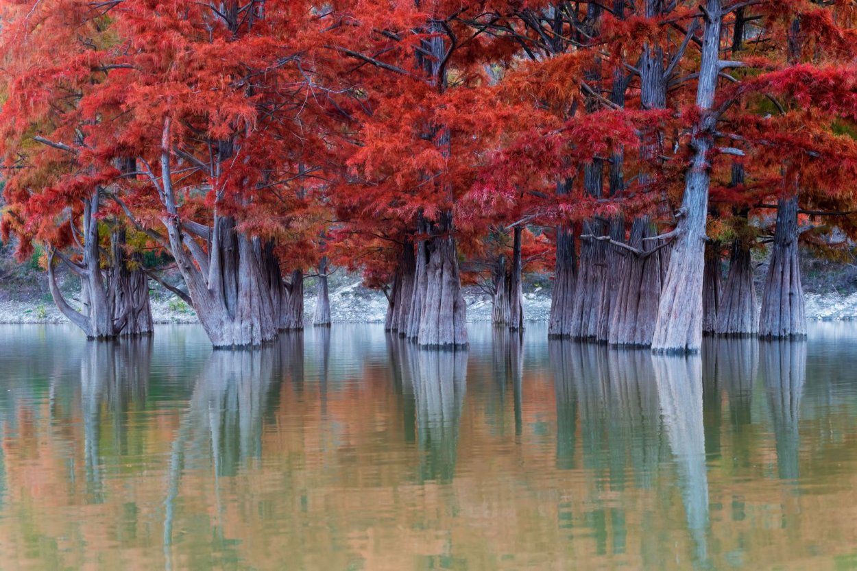 Кипарисы в воде в мире