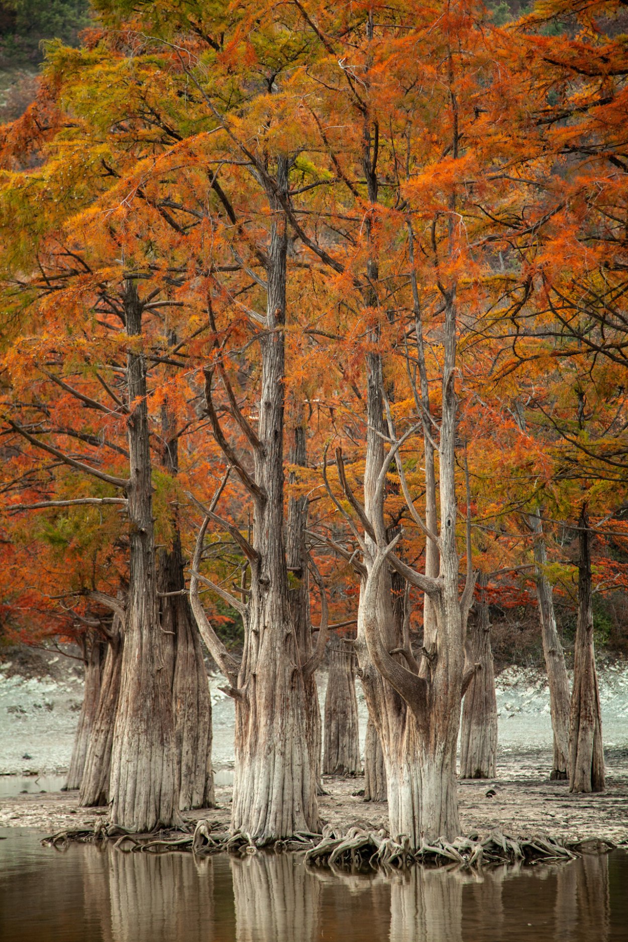 Сукко Анапа Кипарисовое озеро
