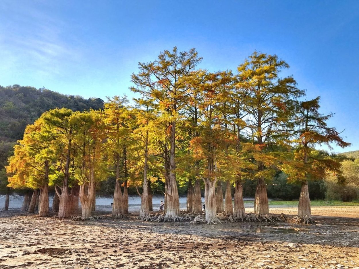 Кипарисы в Сукко