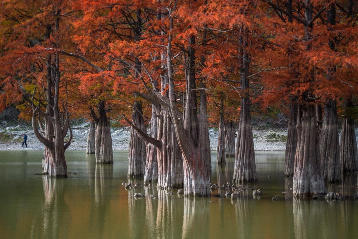 Сукко озеро с кипарисами