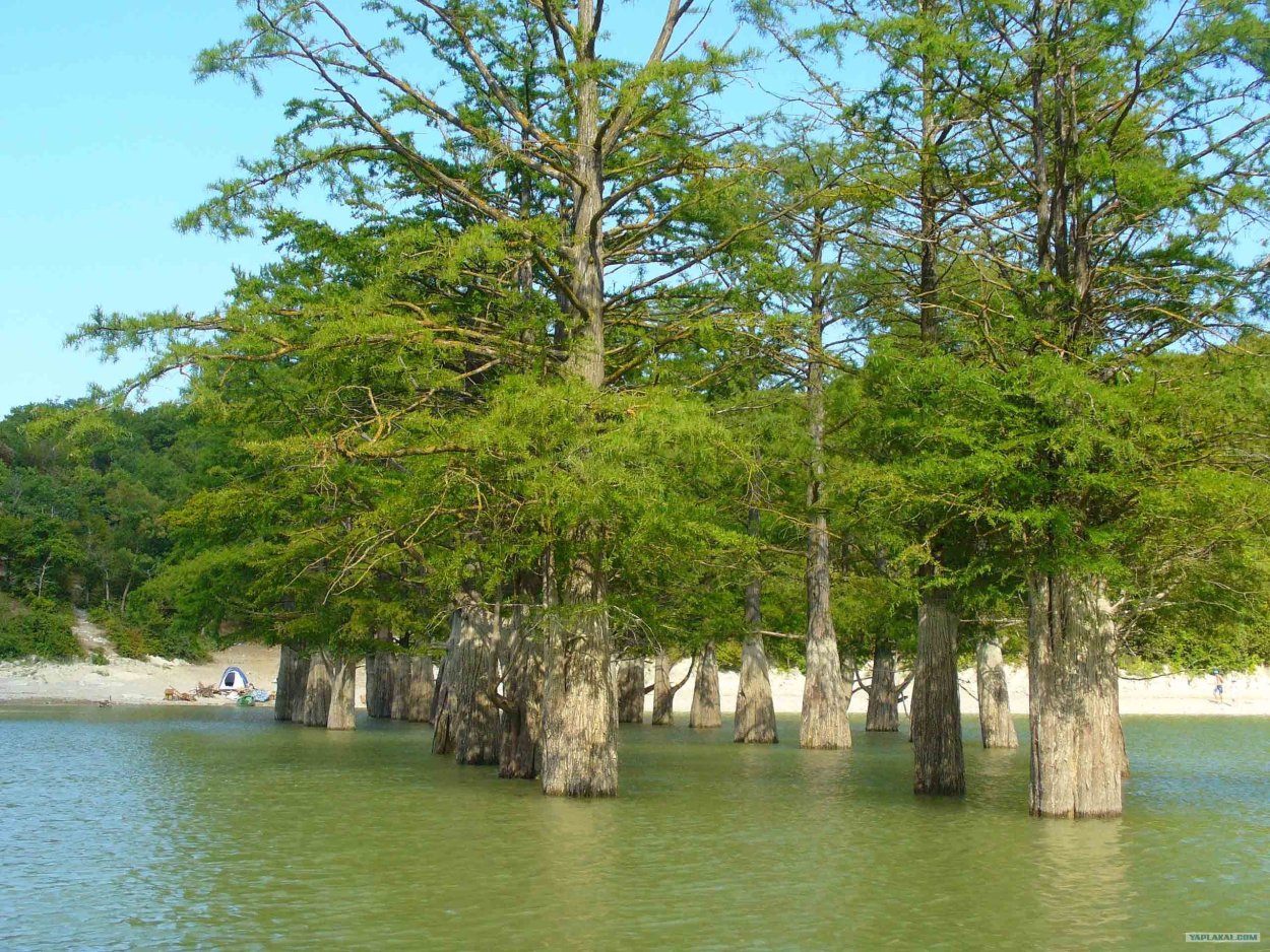 Кипарисовое озеро Сукко Краснодарский край летом