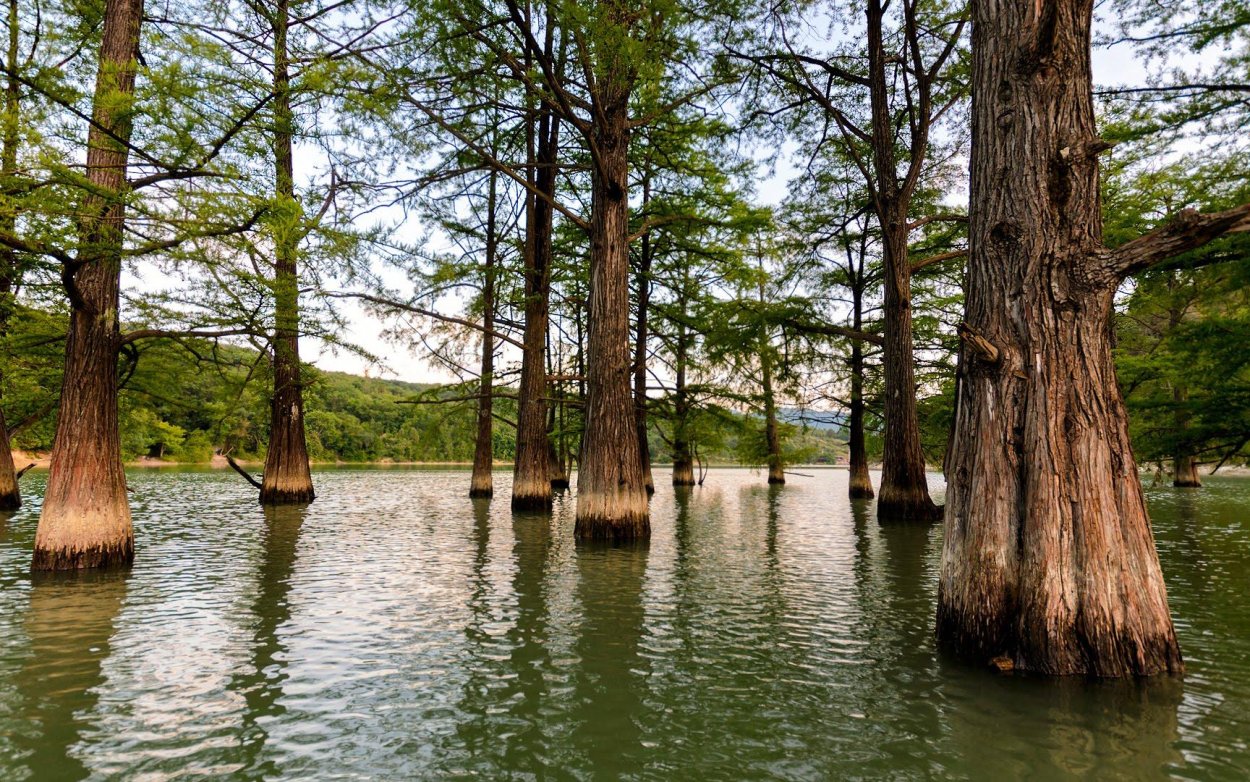 Озеро Сукко болотные кипарисы