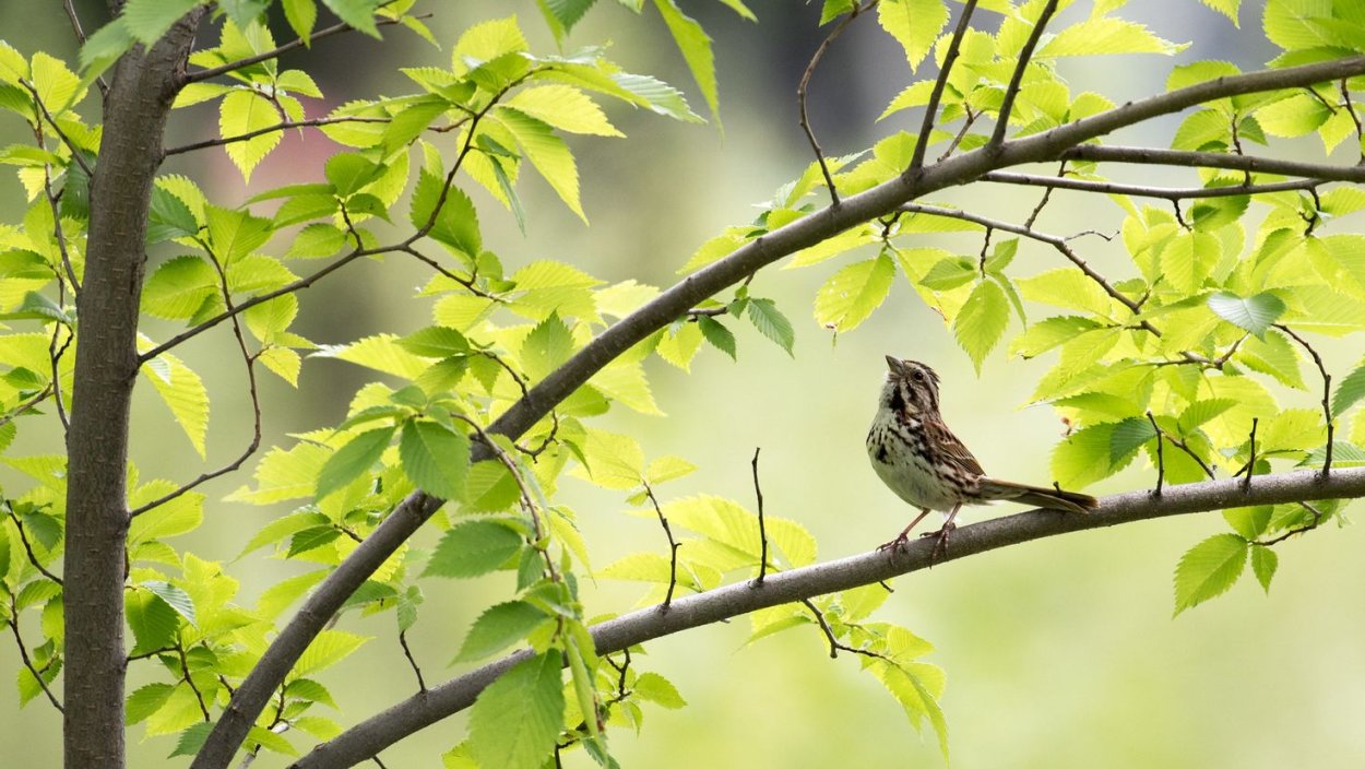 Зеленая веточка с птичками
