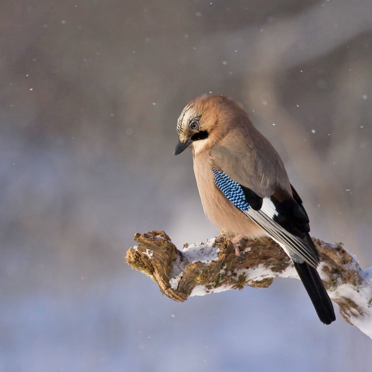 Сойка пересмешница птица