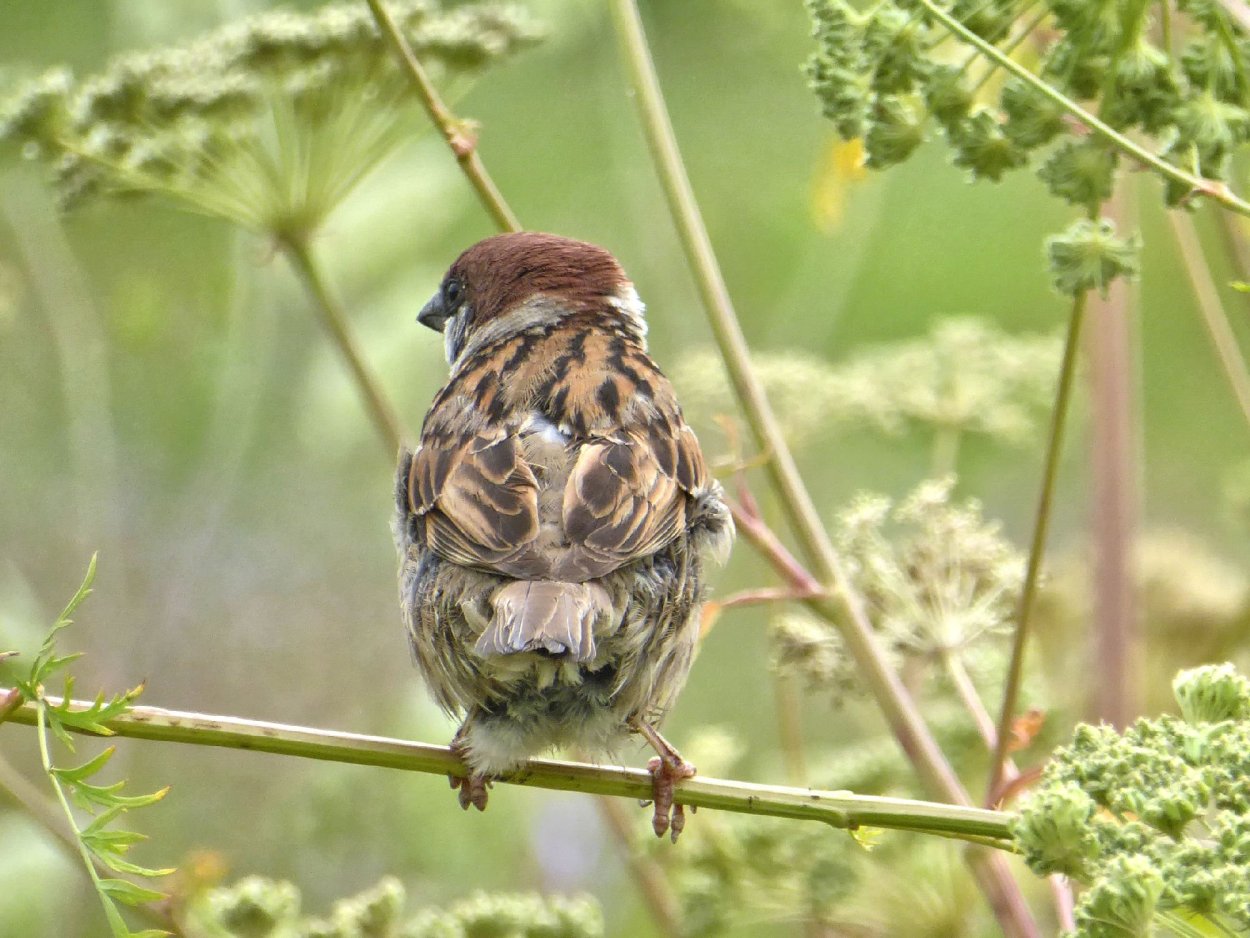 Воробей на поле
