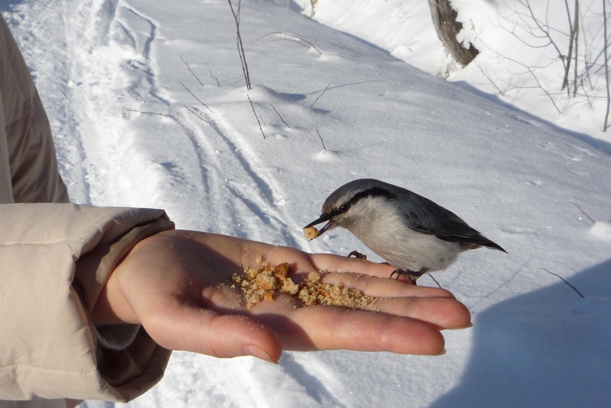 Кормление птиц зимой