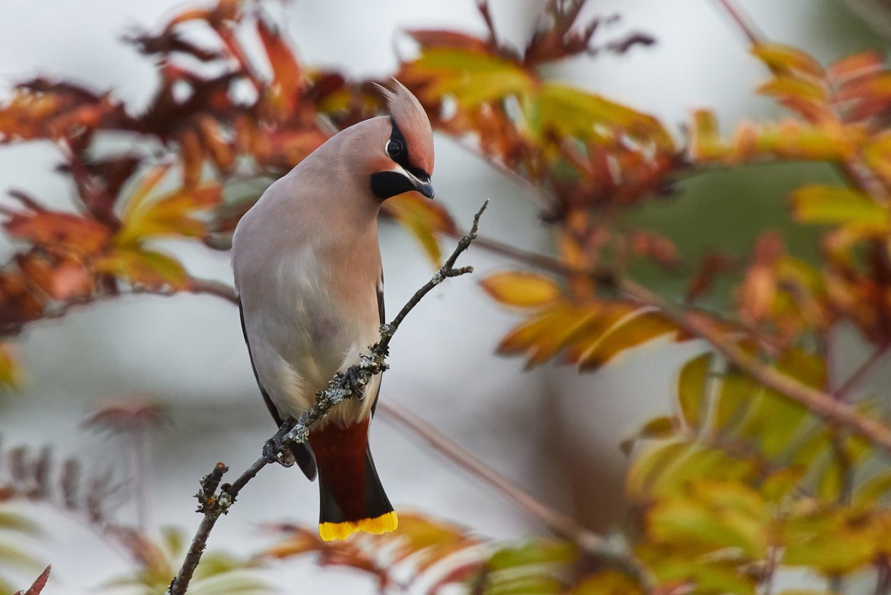 Свиристели улетают на Юг