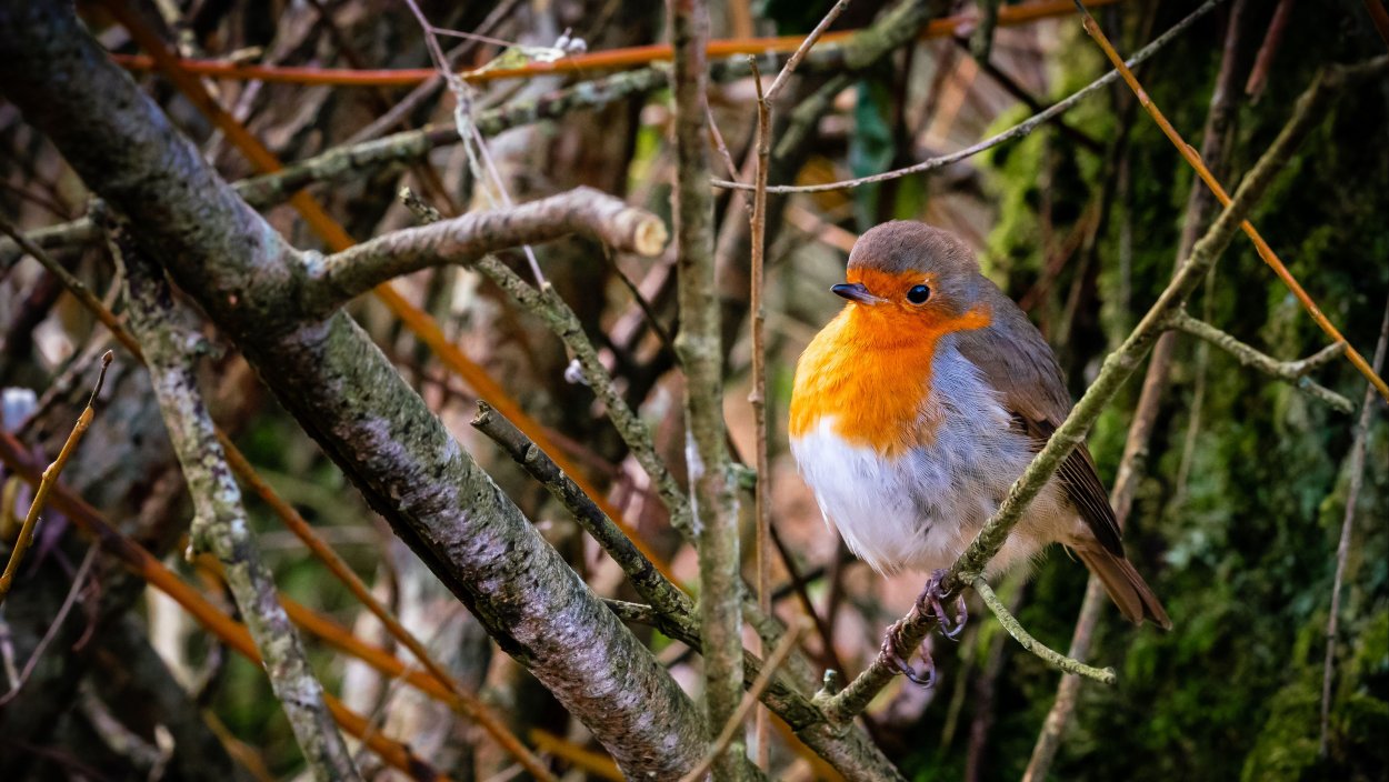 Зарянка ареал