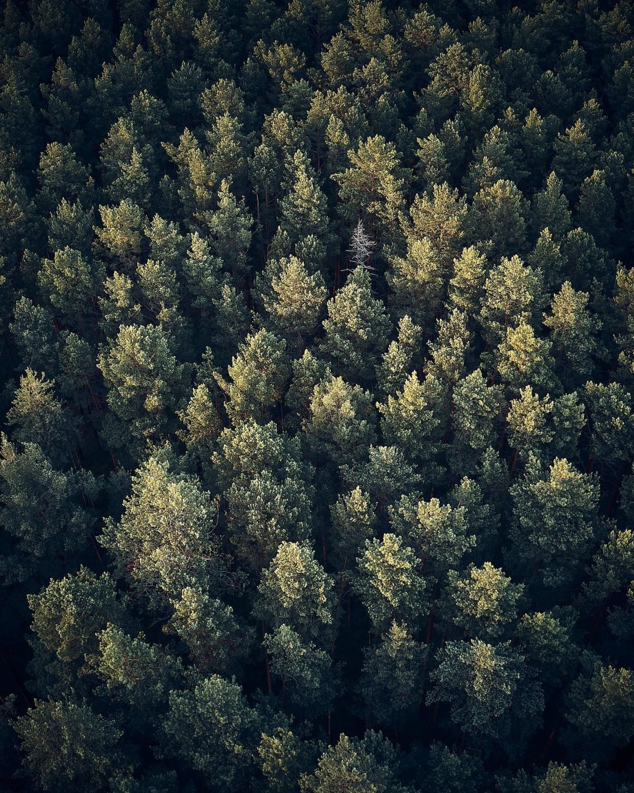 Корабельный лес