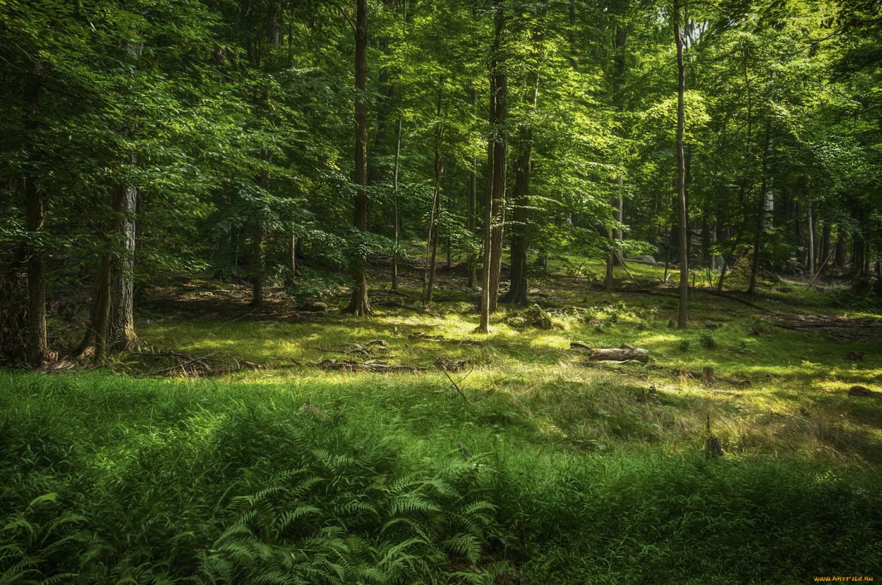 Красивый дикий лес