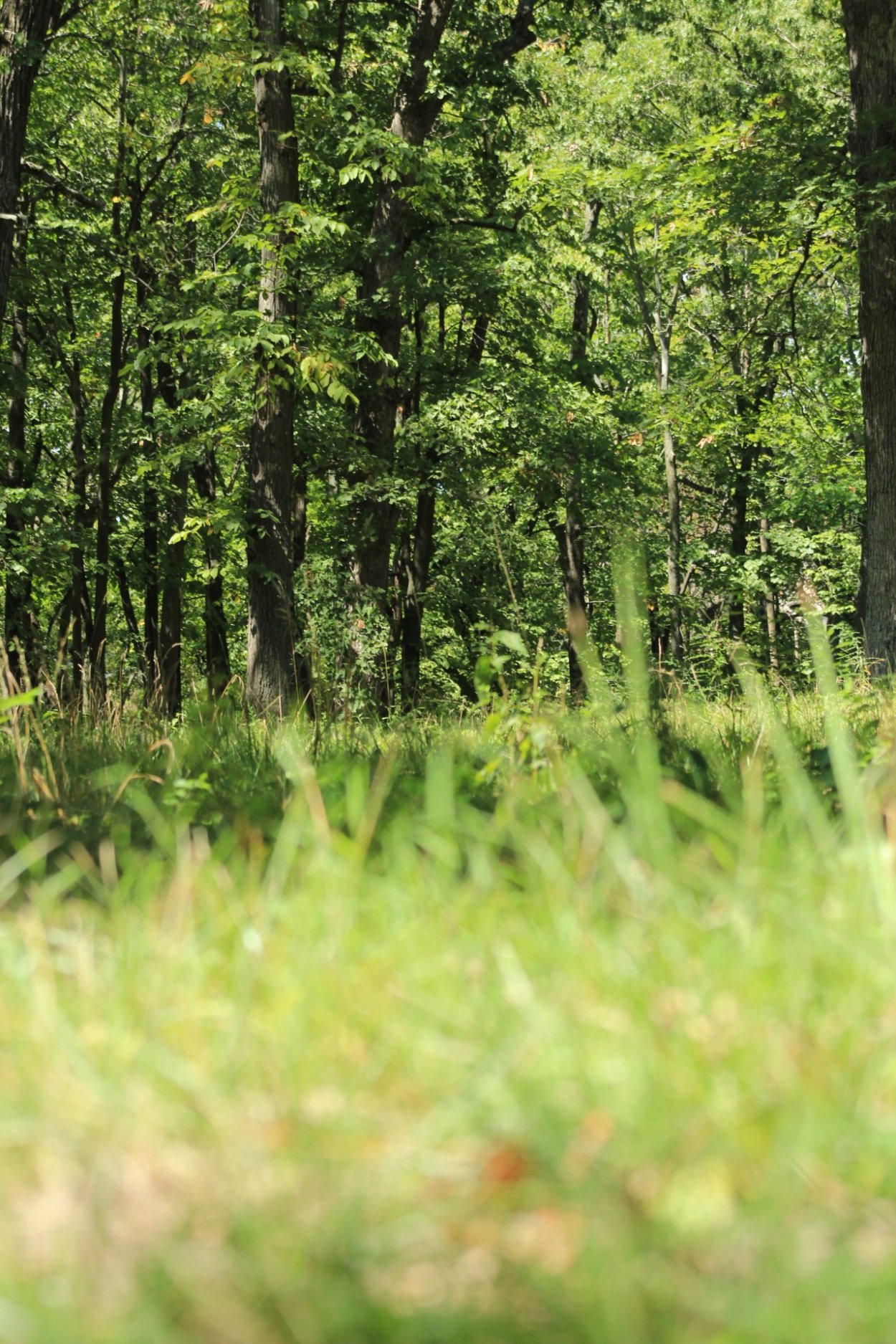 Широколиственный лес