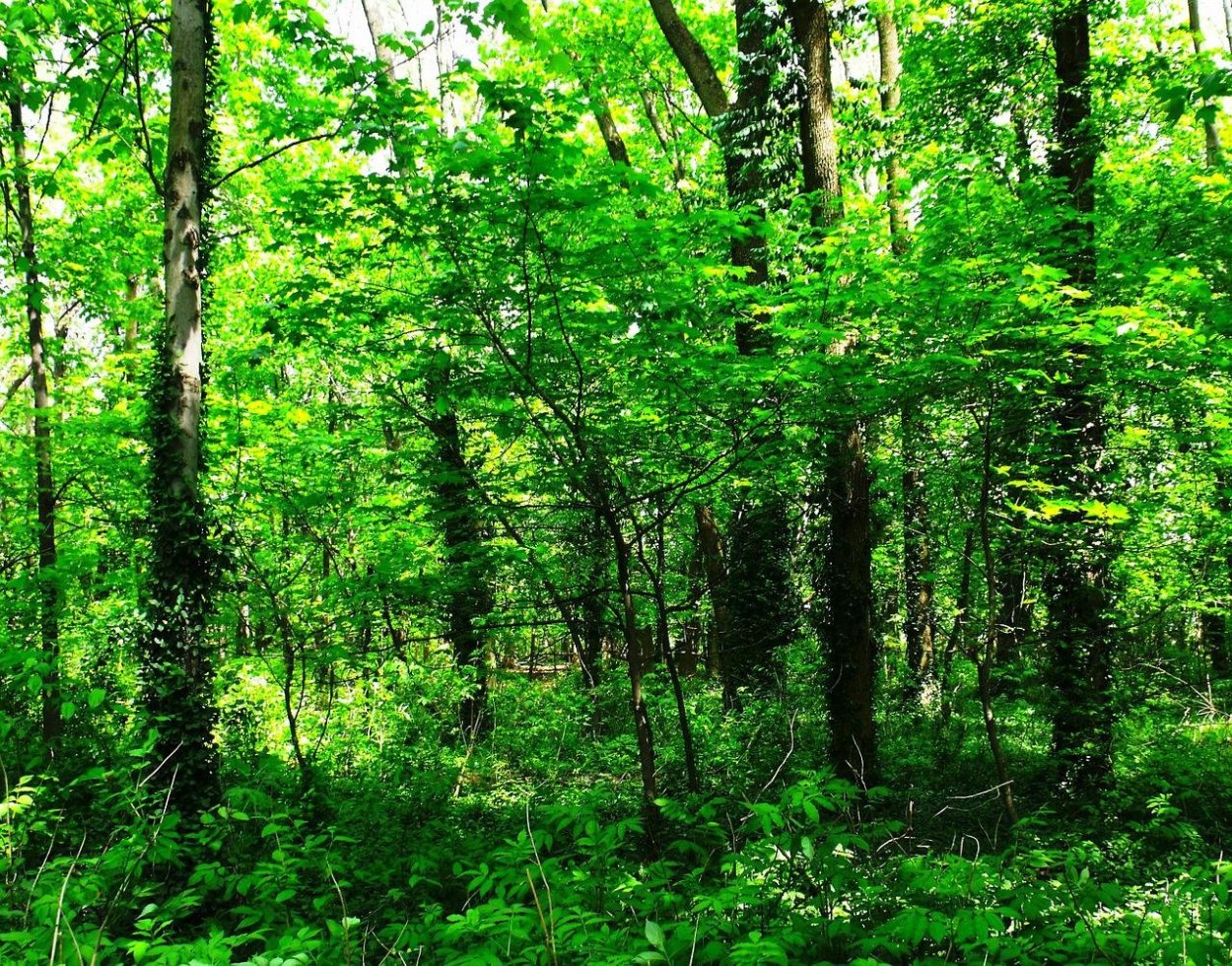 Тайга и широколиственные леса