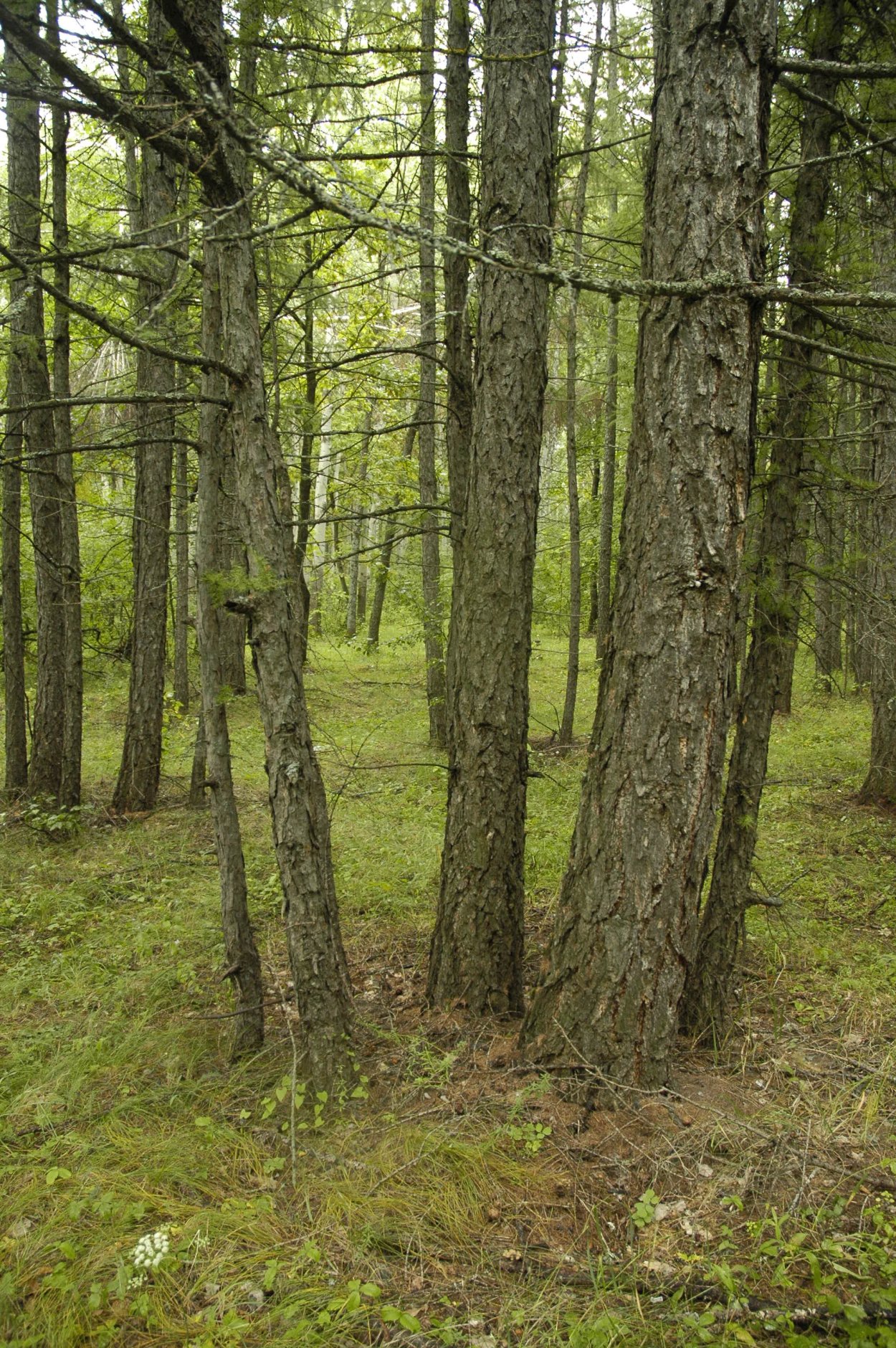 Лиственница Нечкинский парк
