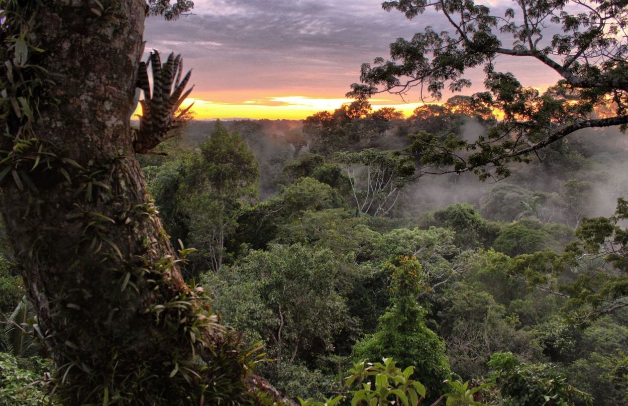 Влажные экваториальные леса южной америки