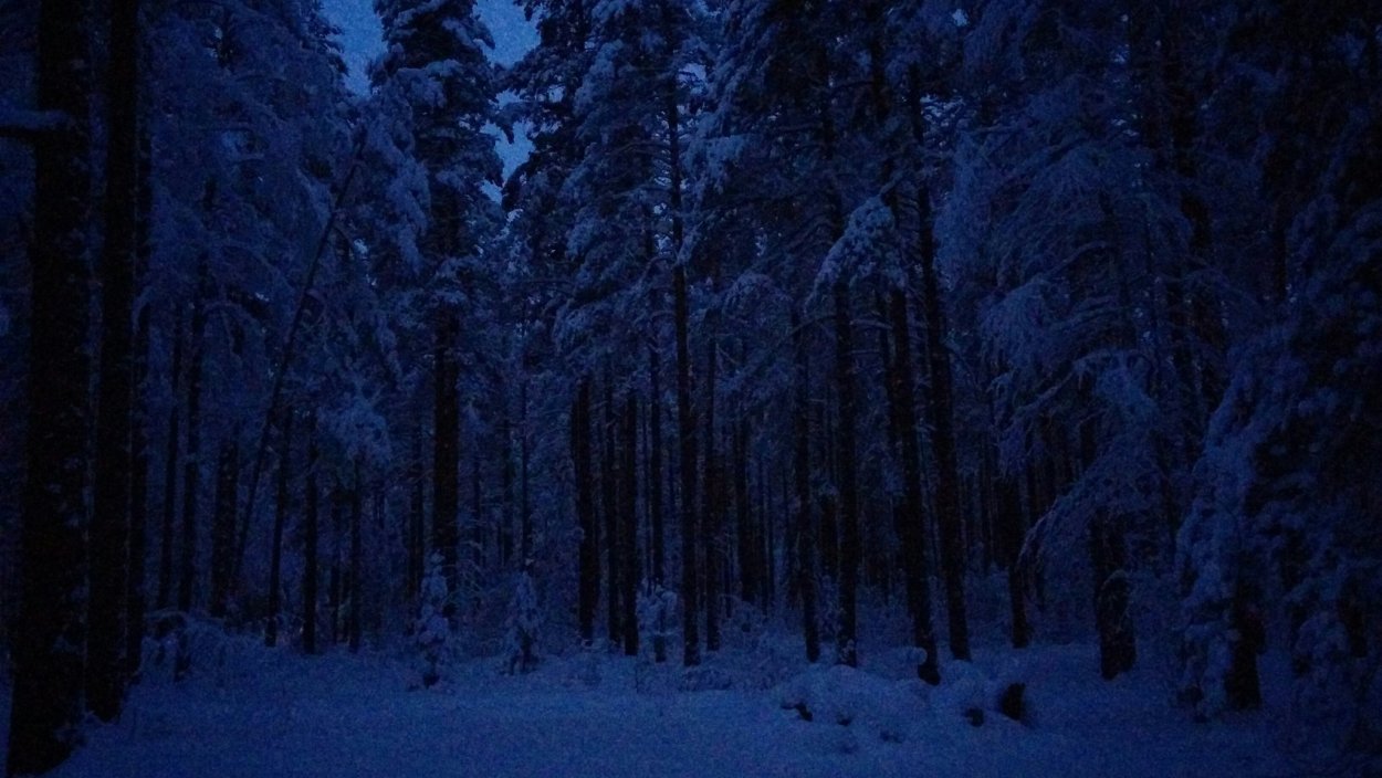 Зимний ночной лес