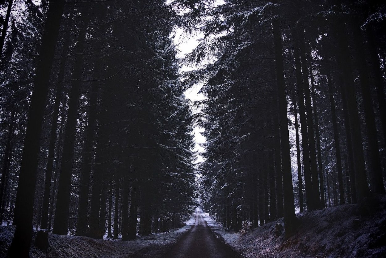 Зимний еловый лес ночью