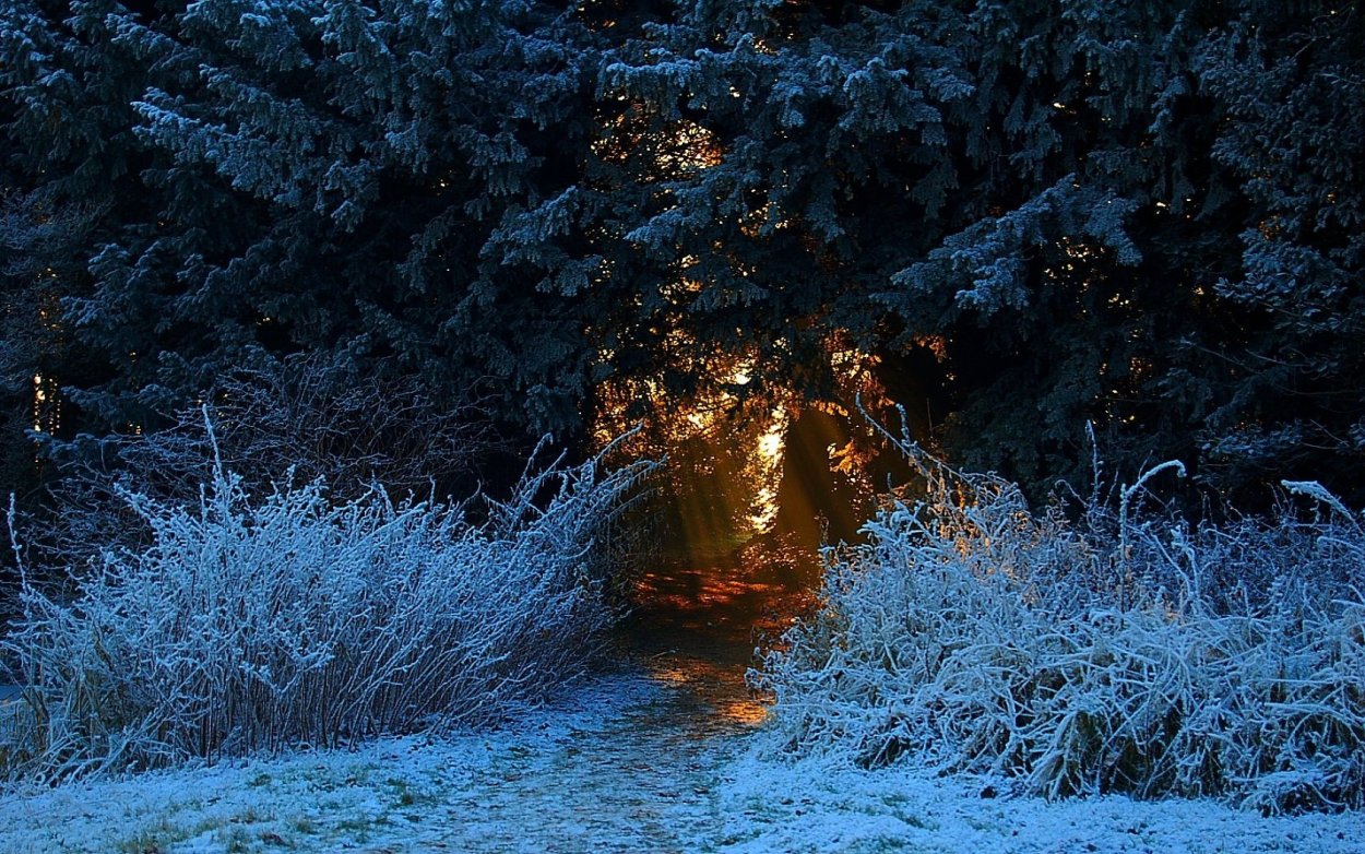 Заколдованный зимний лес