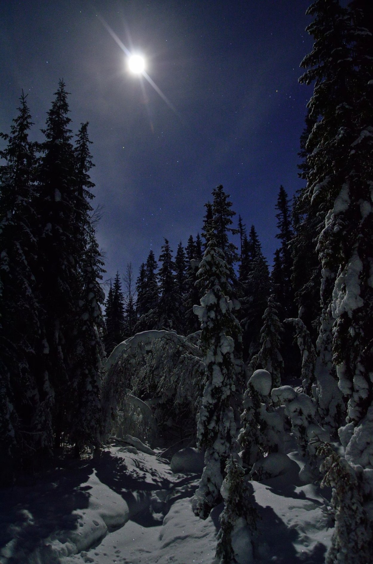 Ночной зимний лес