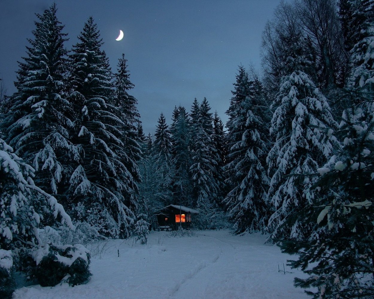 Заснеженный лес вечером