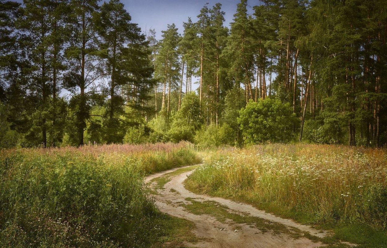 Хвойный лес Подмосковья Волоколамск