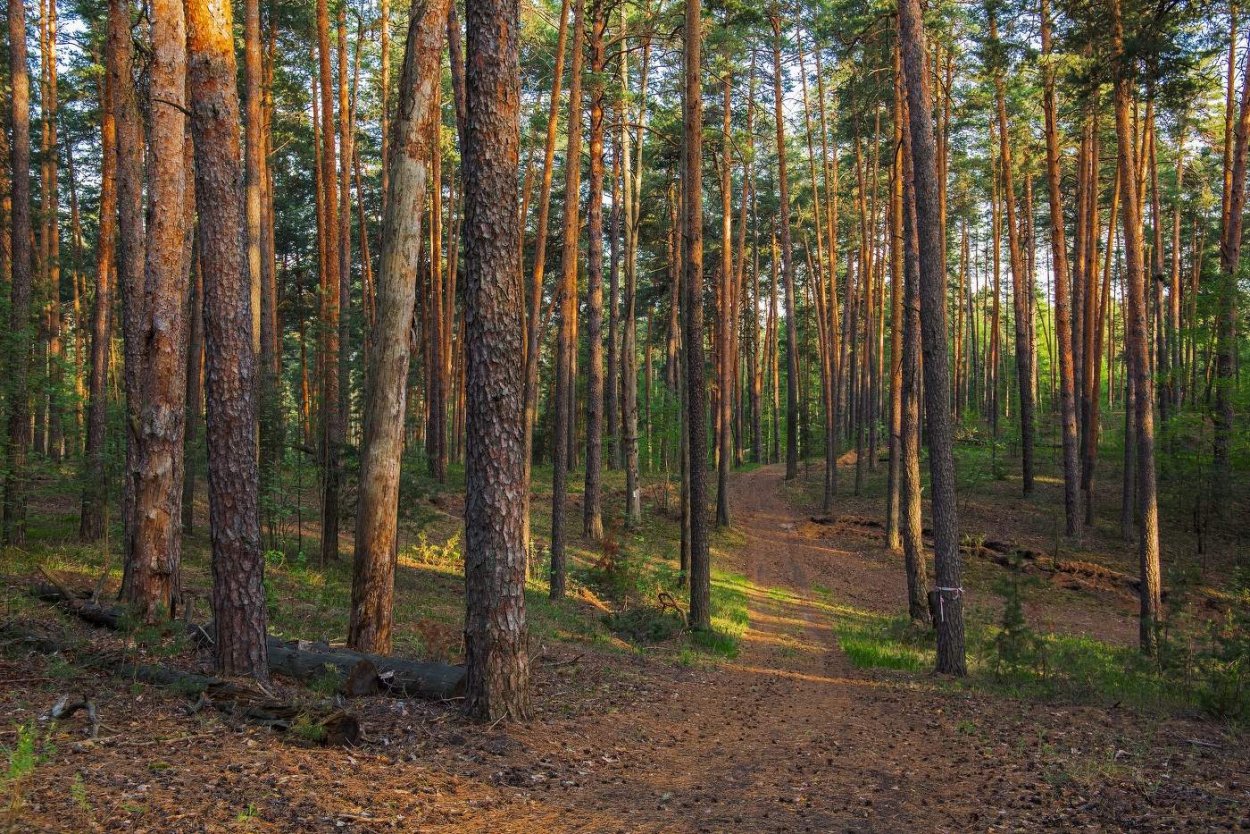 Сосновый Бор с животными лес