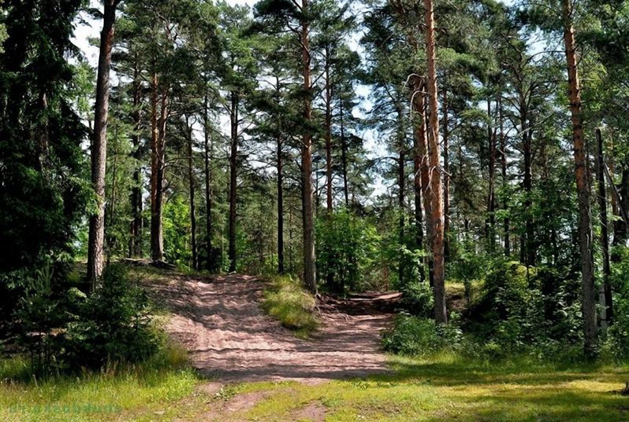 Сосновый Бор Воронеж