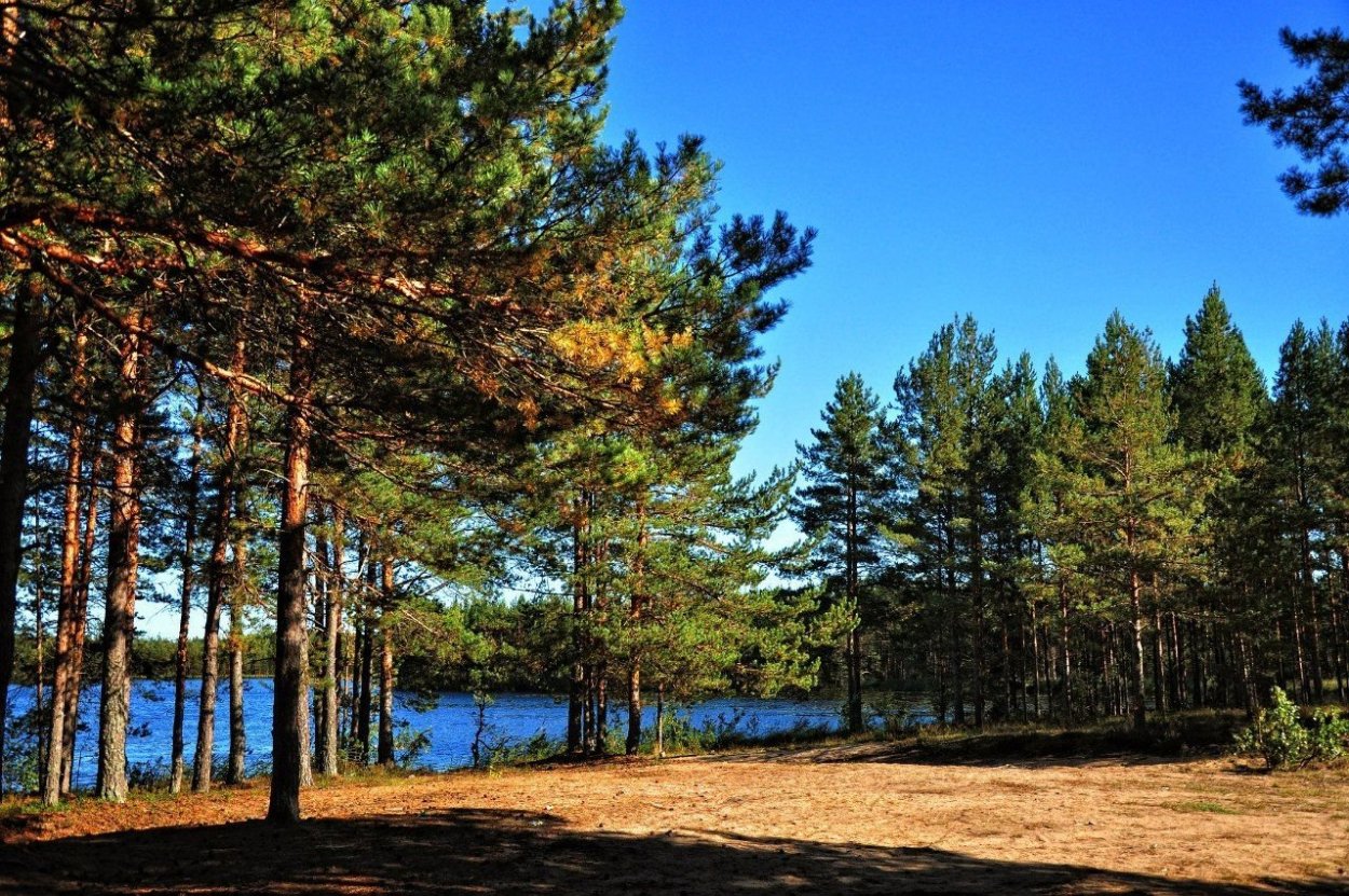 Бор Сосновый Лесное озеро