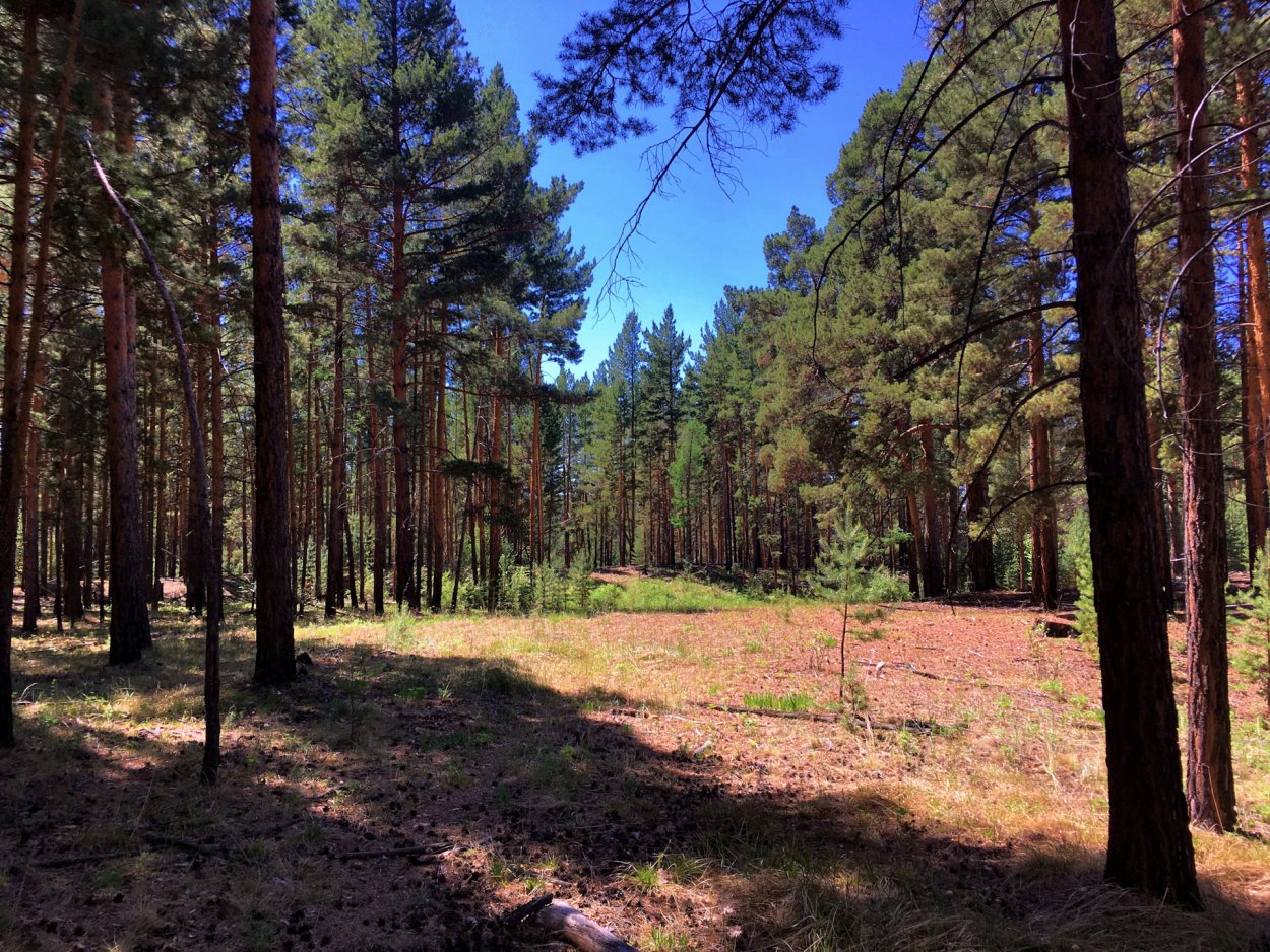 Санаторий парк в Шишкин лес