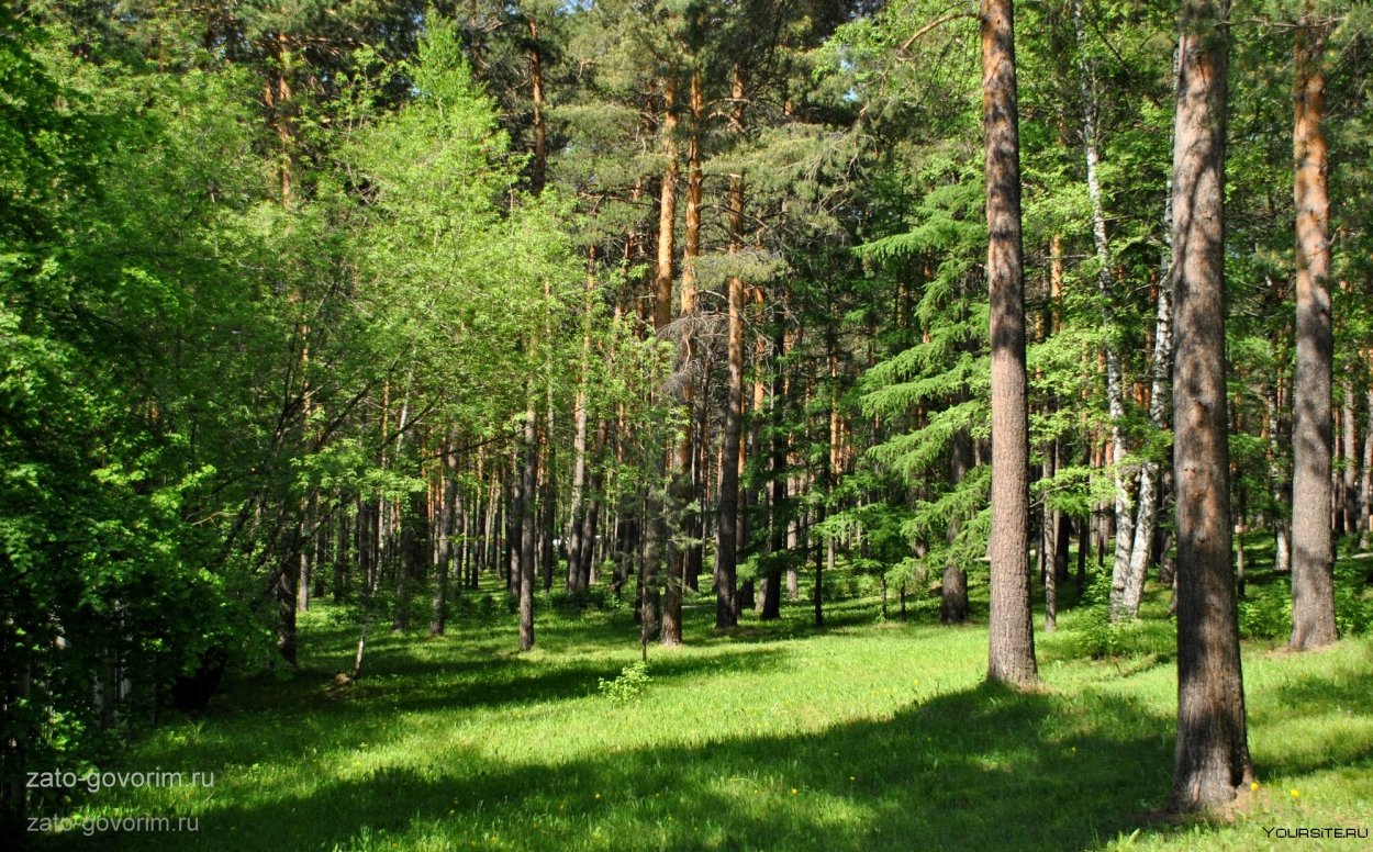 Сосновый Бор Ногинский район лес