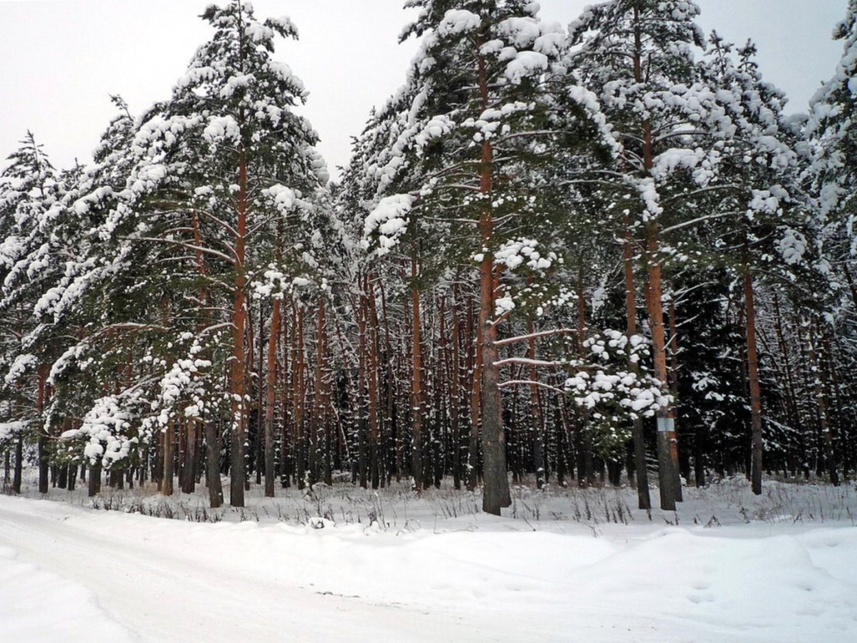 Сосновый Бор Минусинский район зима