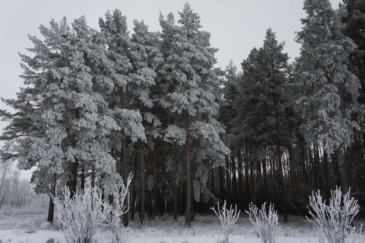 Петровск лесопарк Сосновый Бор