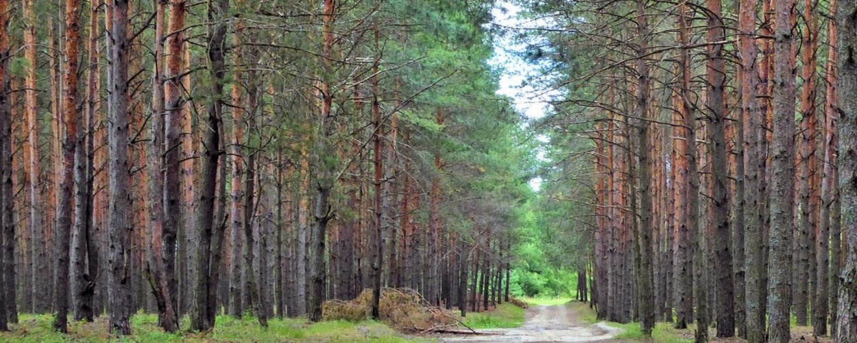 Сосновый Бор Подмосковье