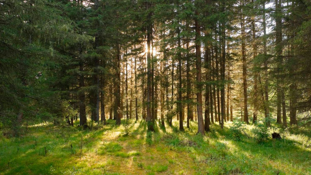 Бузулукский Бор Самарская область