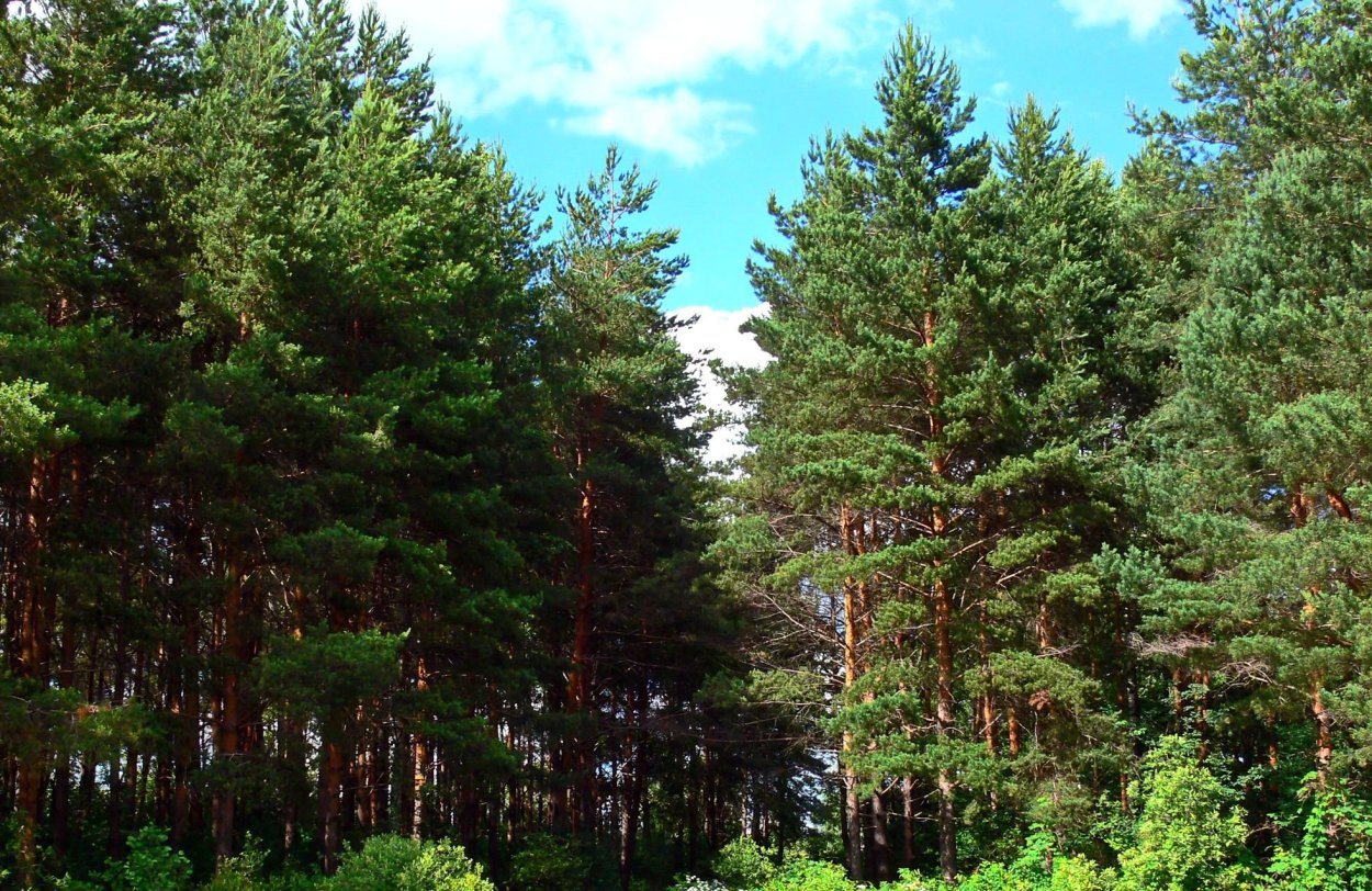 Сосновый Бор Ярославль парк