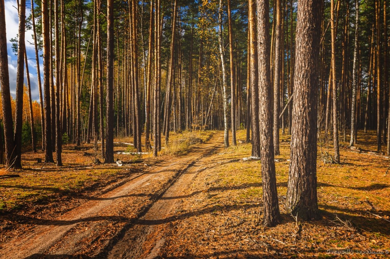 Сосновый Бор фото ноябрь 2022