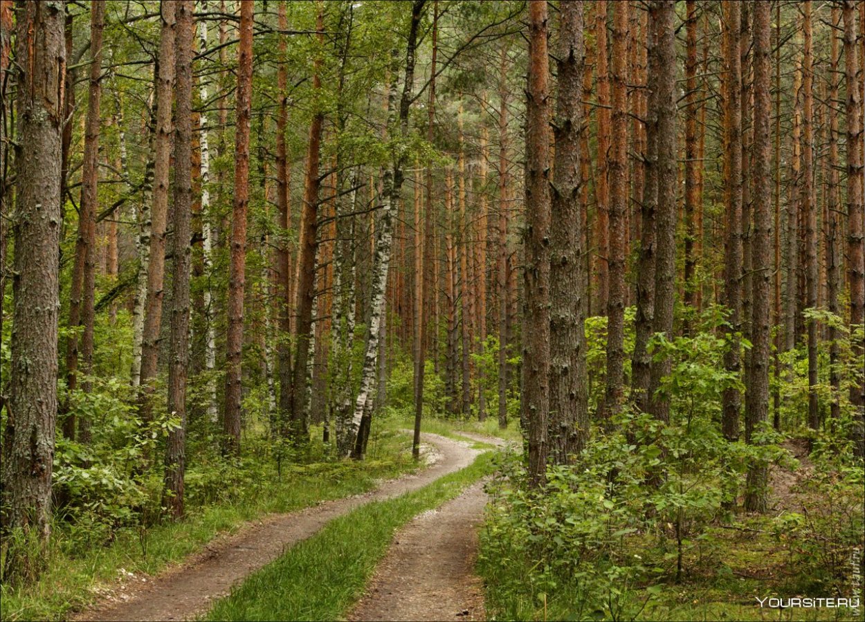 Сосновый лес Владимирская область