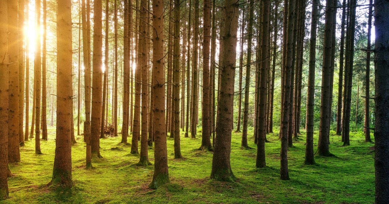 Начало леса