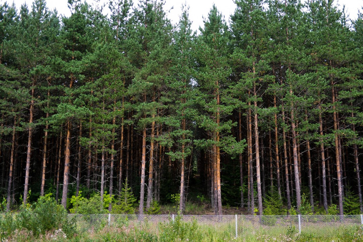 Сосновый Бор и еловый Бор