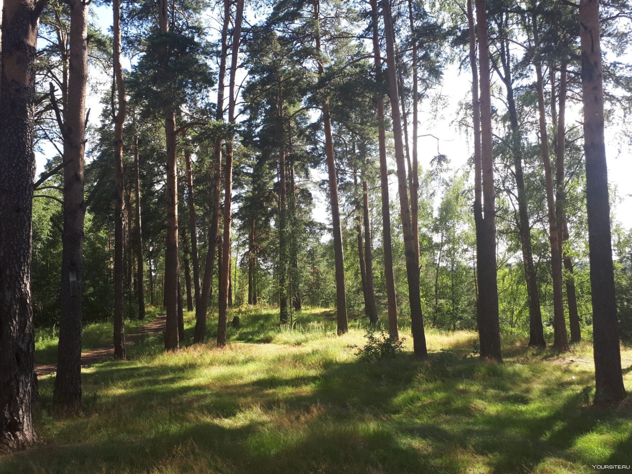 Сосновый Бор в Подмосковье лес