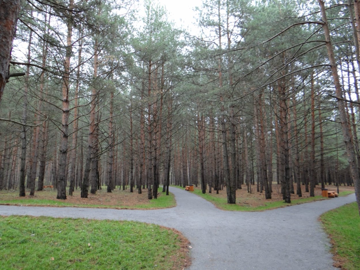 Лесопарк Кузьминки Сосновый лес