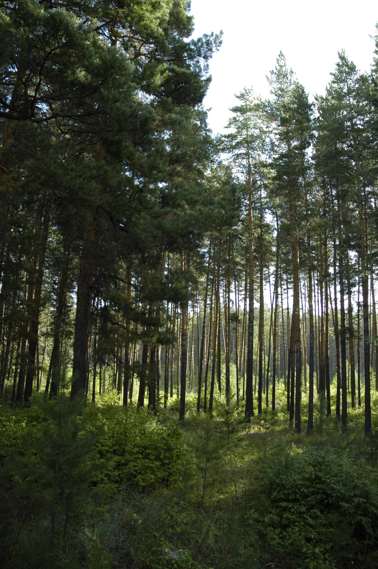 Урочище Сосновый Бор