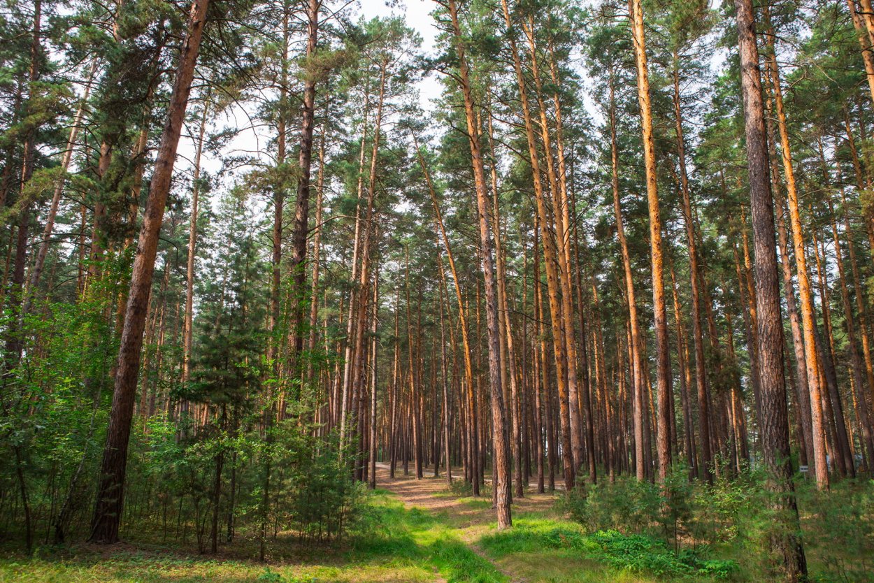 Ленточный Сосновый Бор в Алтайском крае