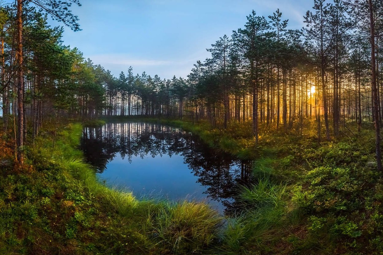 Лесное озеро в Ленинградской области